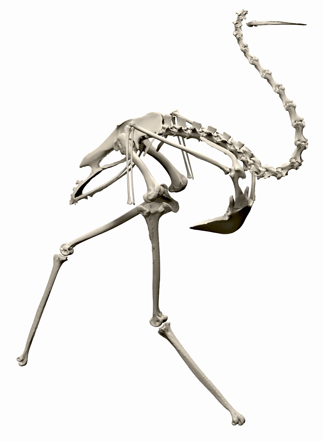 Rhea americana skeleton