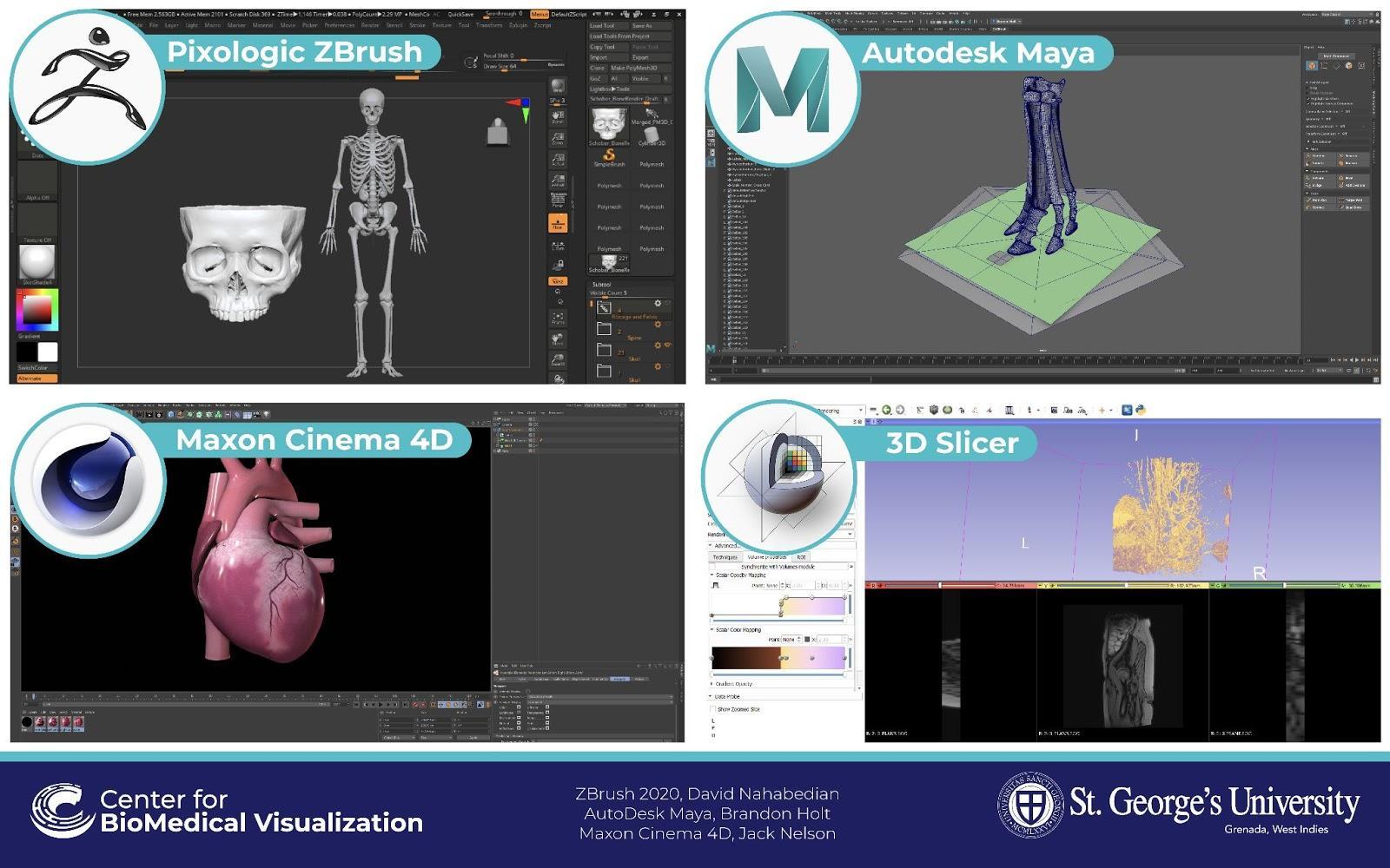 anatomical 3d models