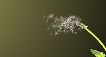 Dandelion in the wind header image