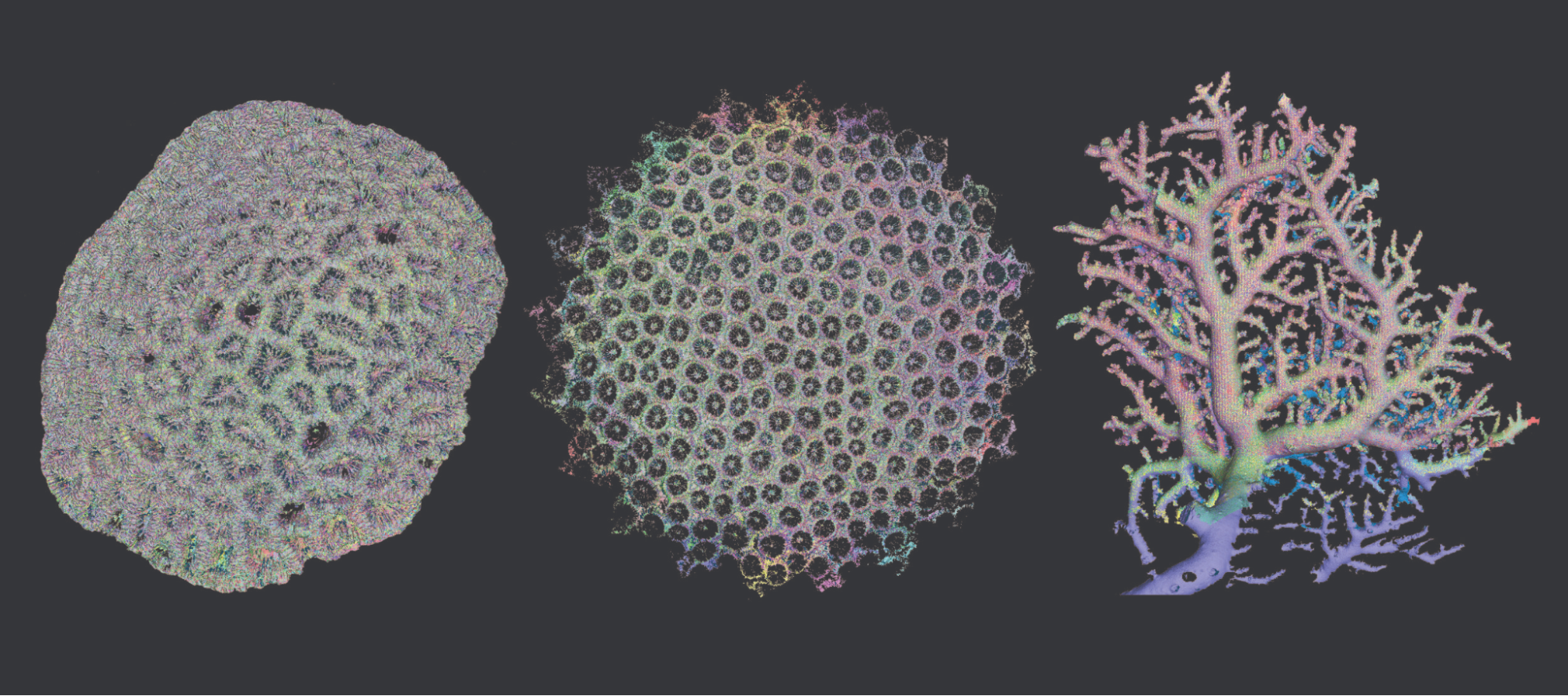 3D scan of coral image